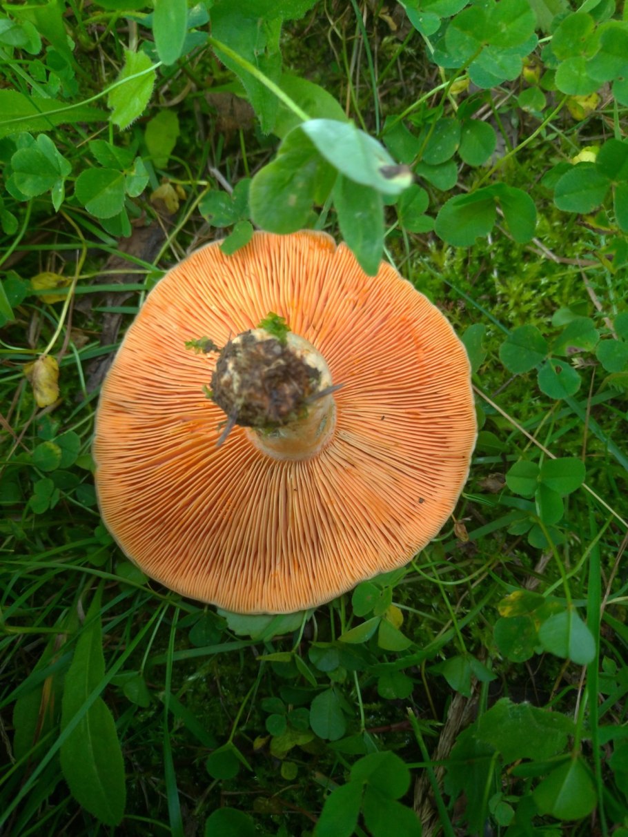 Рыжик Сосновый/Боровой (Lactarius deliciosus);