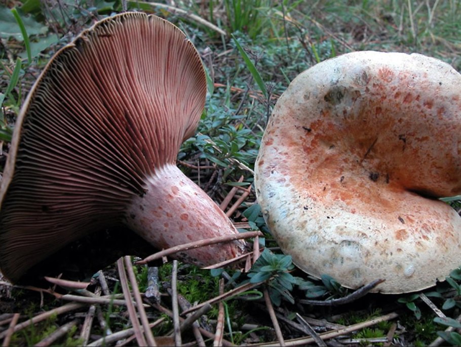 Рыжик еловый/еловик (Lactarius deterrimus);