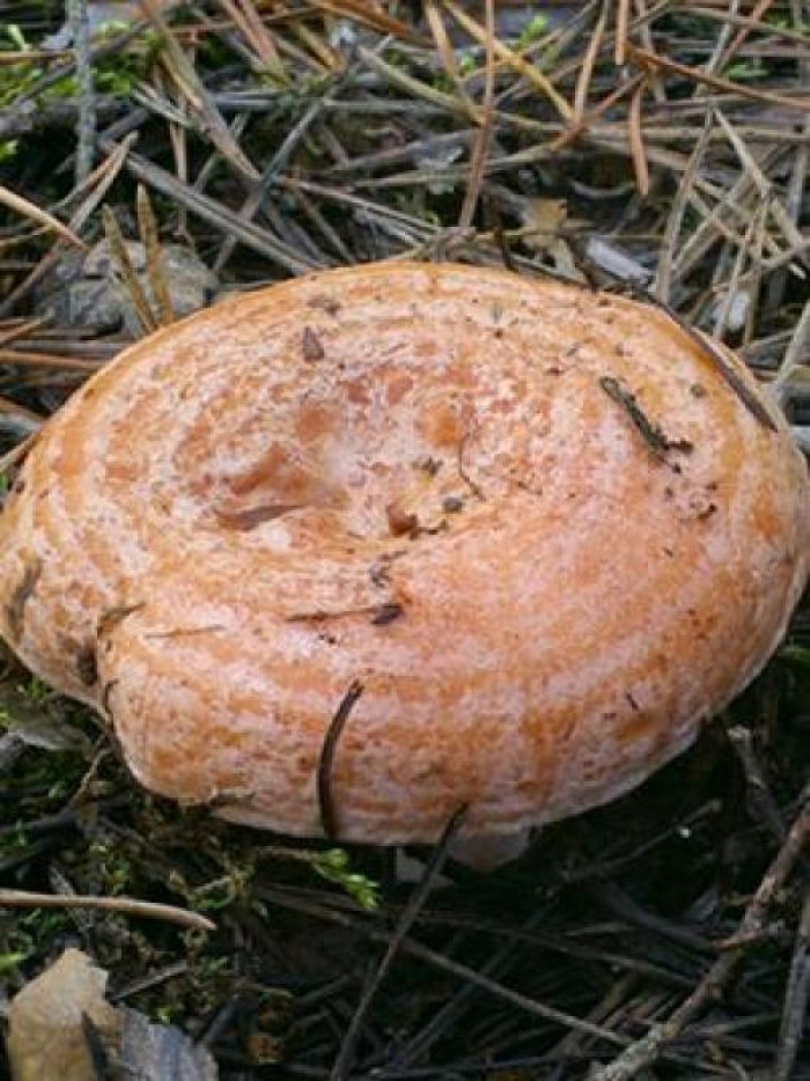 Красный Чикой рыжики