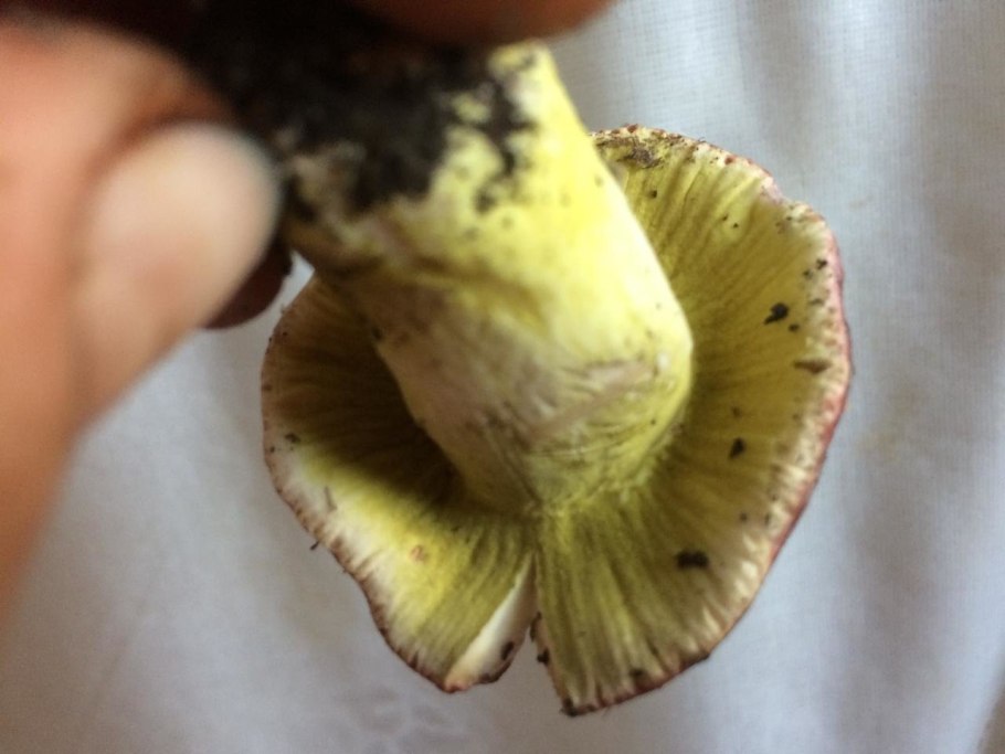 Гриб оранжевый на срезе