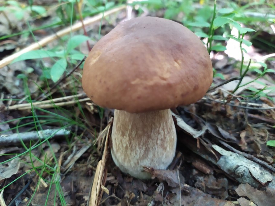 Подберезовики червивые