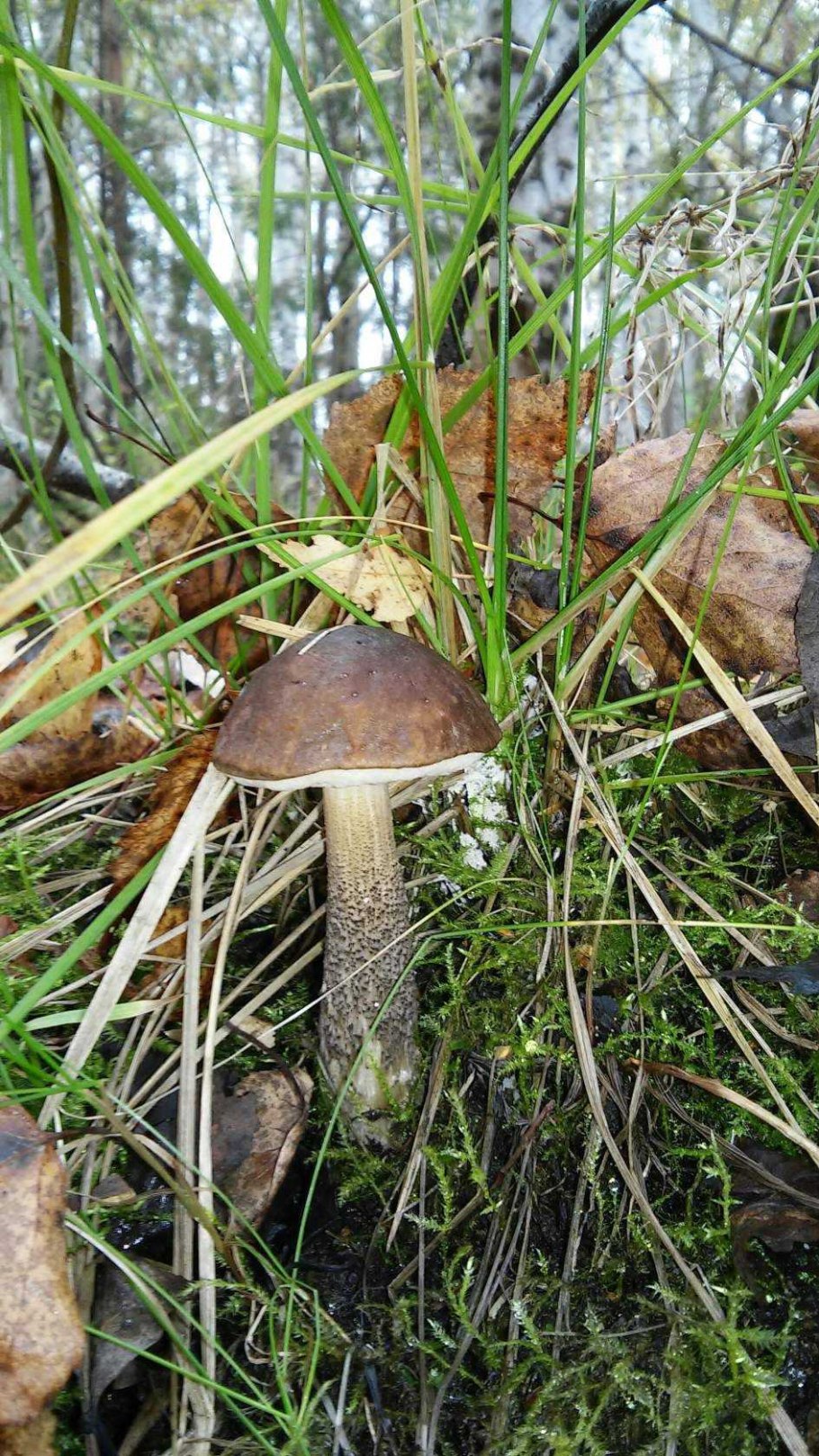 Забайкальские подберезовики