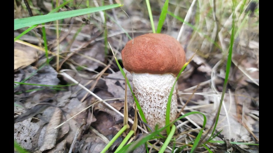 Желчный гриб червивый