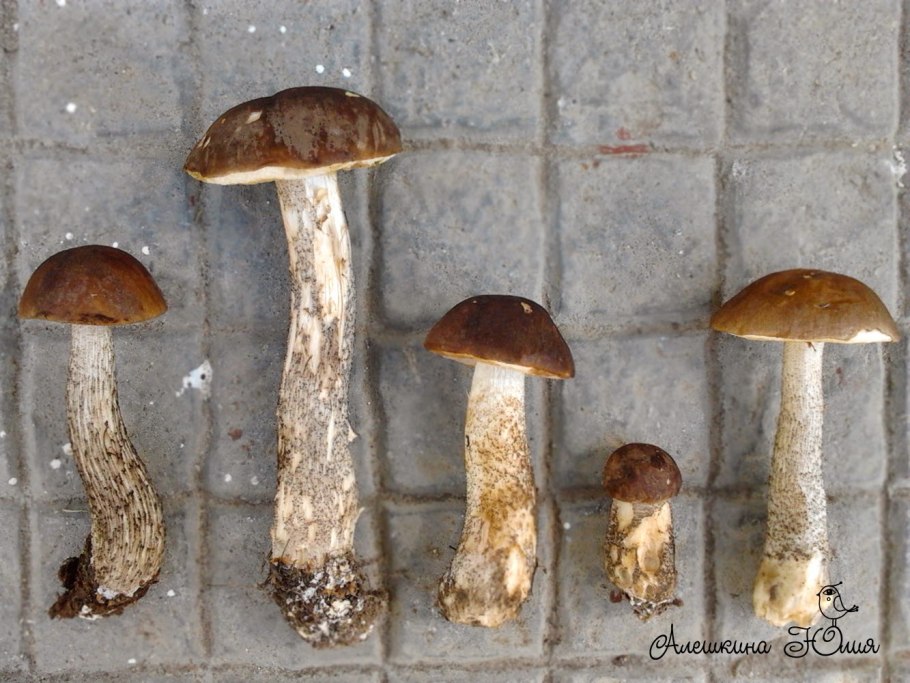 Белые грибы с червями фото