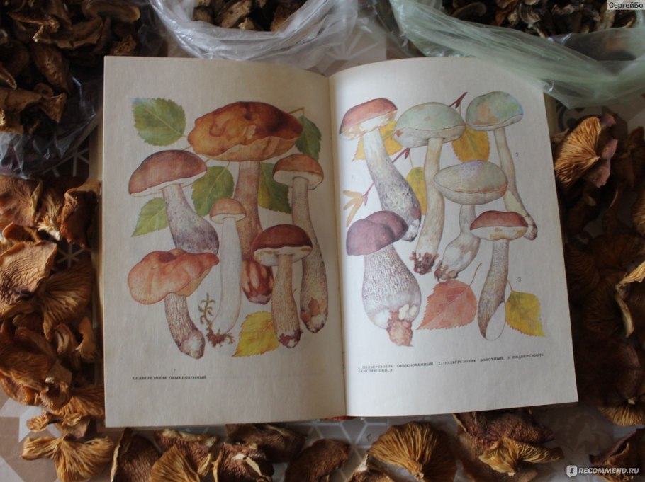 Атлас-определитель плешаков грибы съедобные
