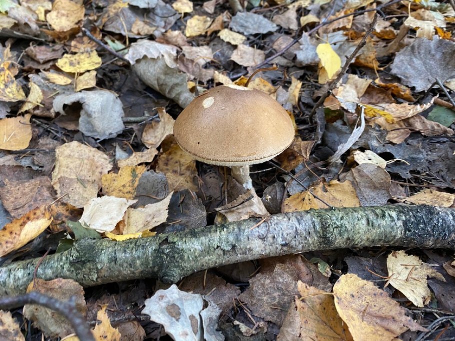 Подберёзовик пепельно-серый (Leccinum leucophaeum)