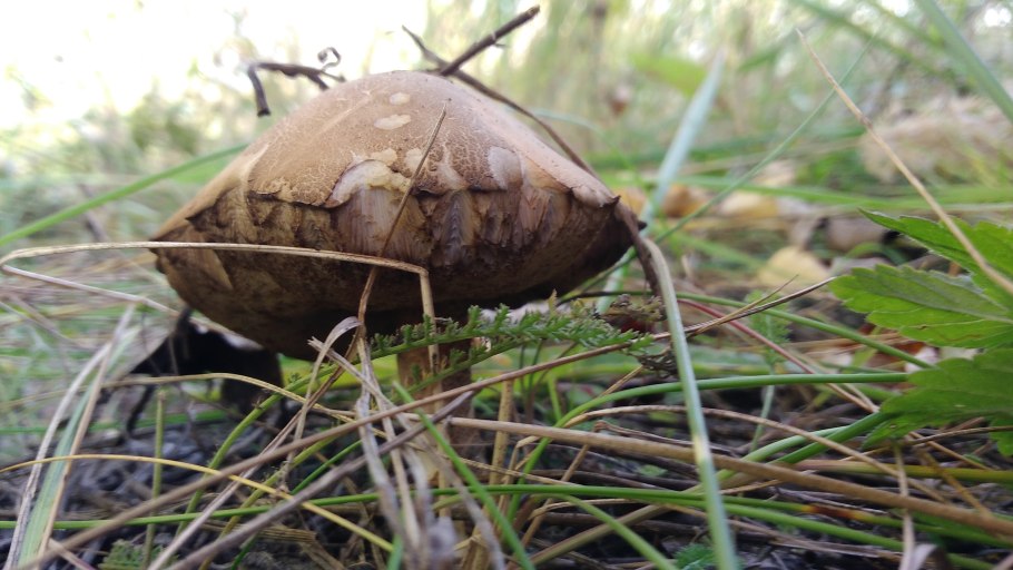 Гриб обабок Синявка