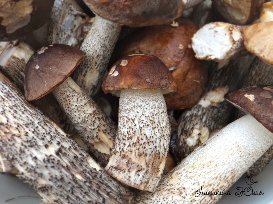 Червивый подосиновик