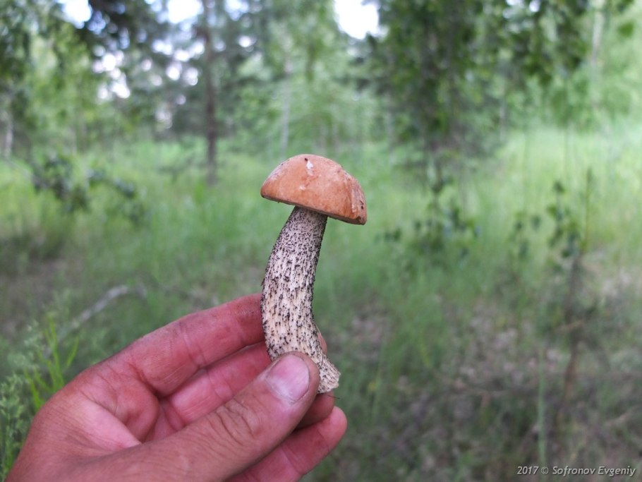 Свердловская область грибы подберезовик