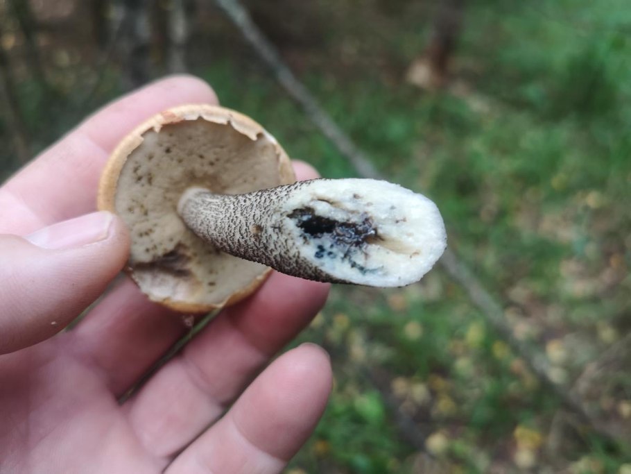 Червивый подосиновик