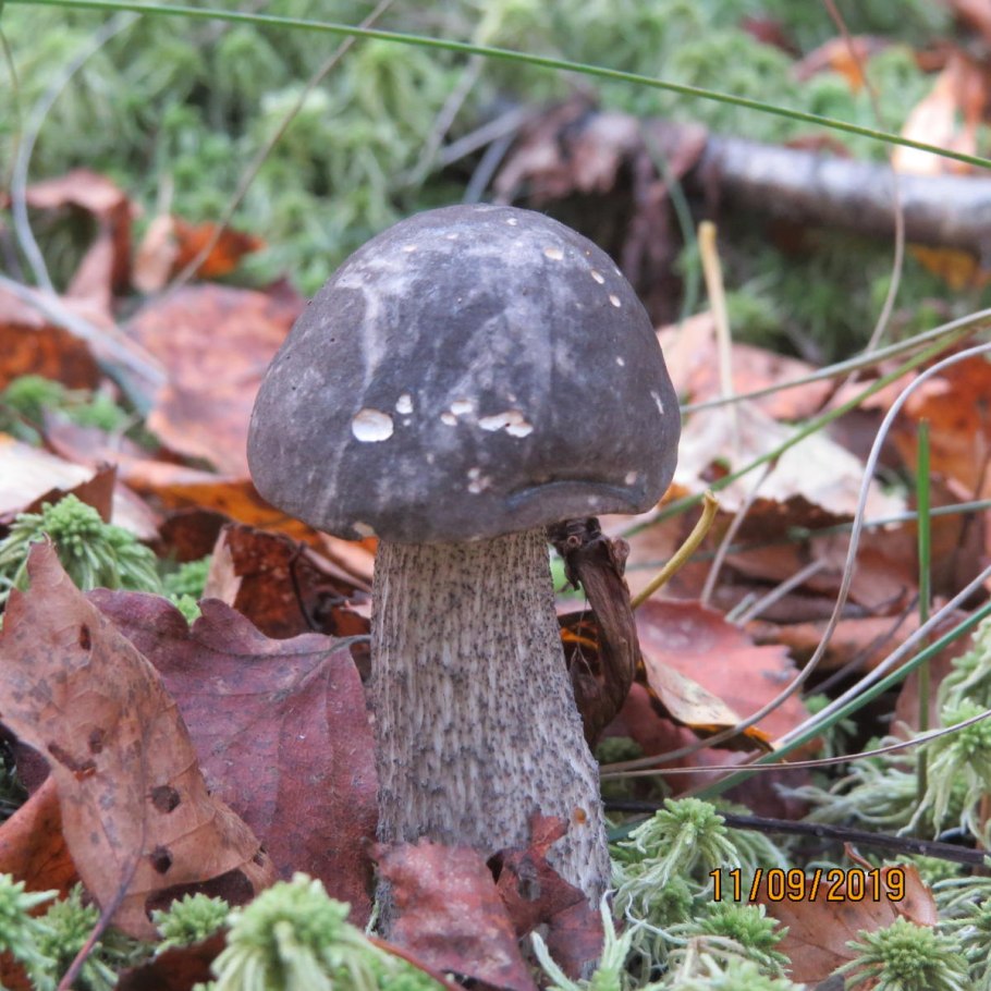 Гриб подберезовик