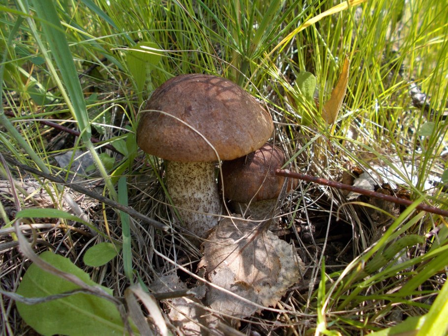 Гриб СПБ подосиновик 2022