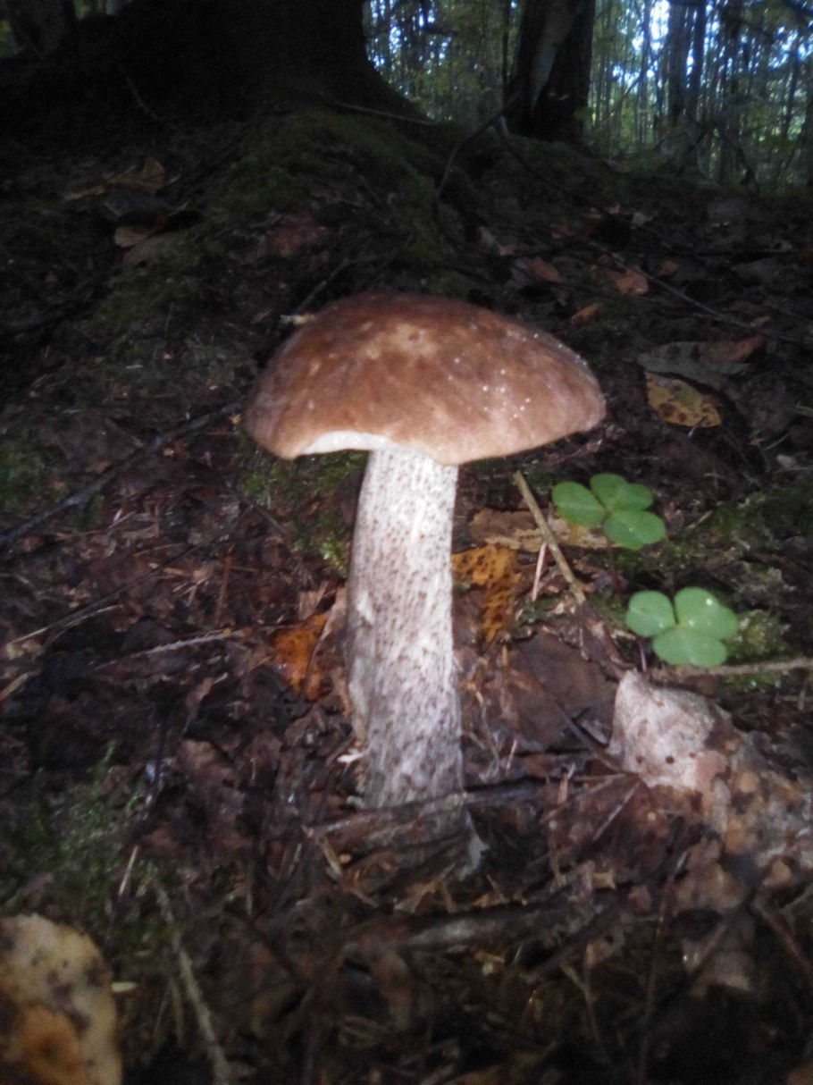 Подберезовик обыкновенный (обабок)