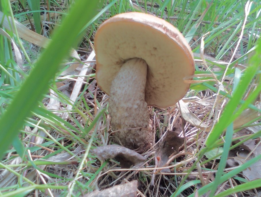 Плотный белый гриб внутри черный