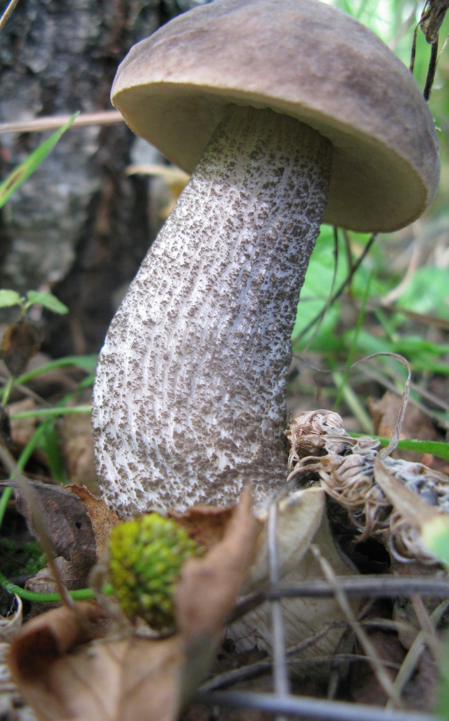 Подберезовик гриб