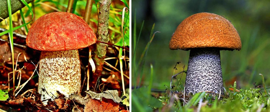 Обабок дальневосточный гриб