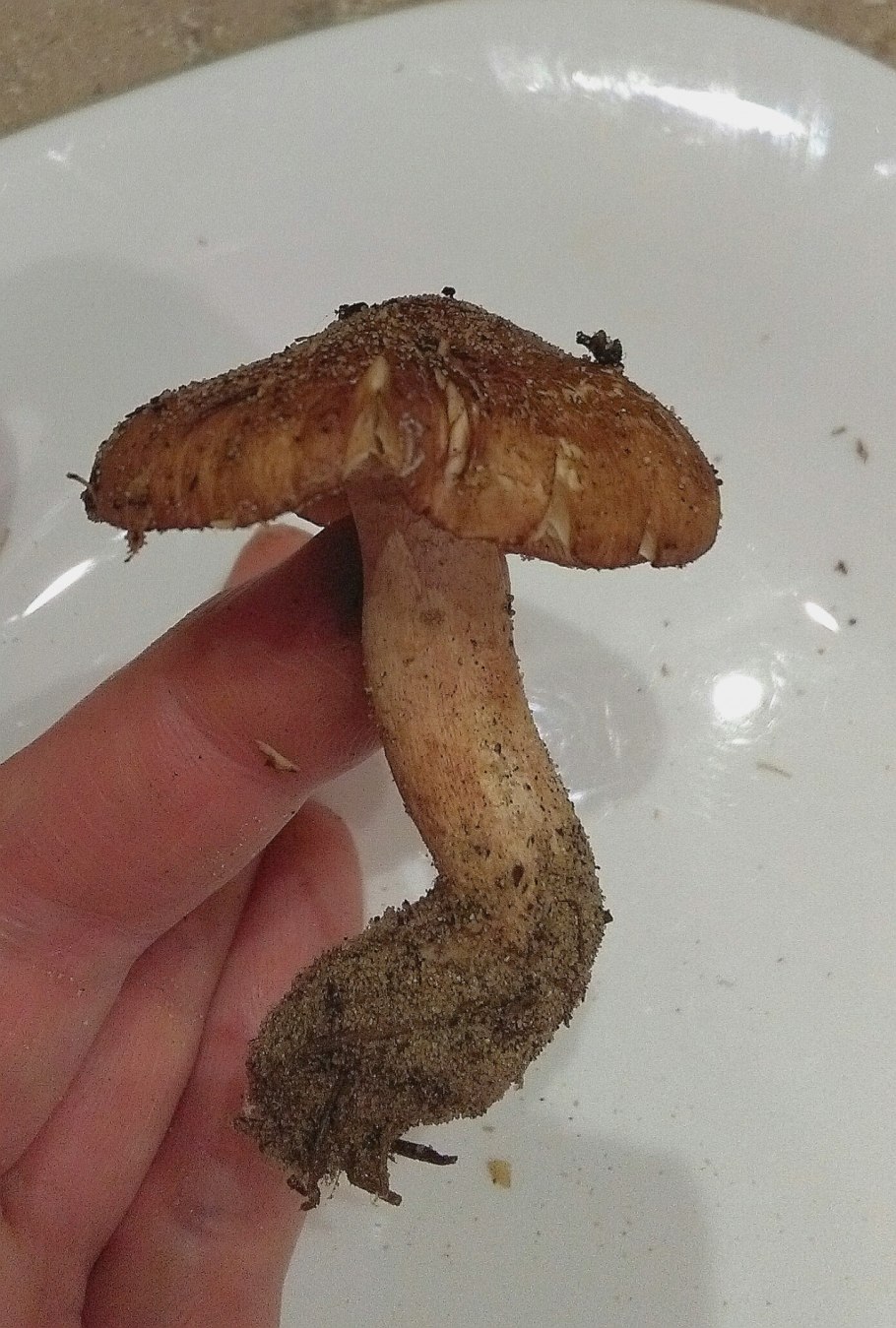 Белый гриб картинка