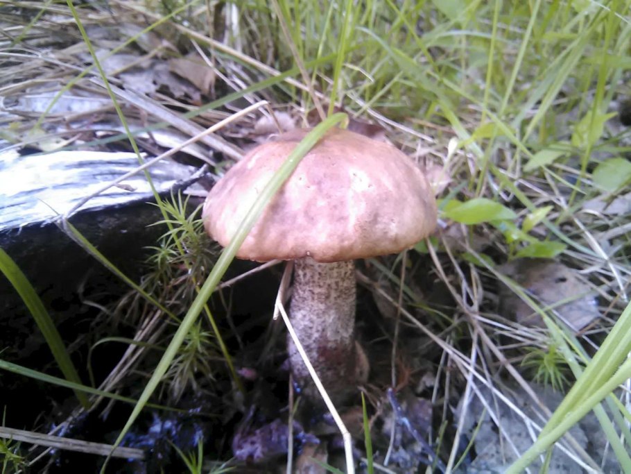 Подберёзовик болотный червивый