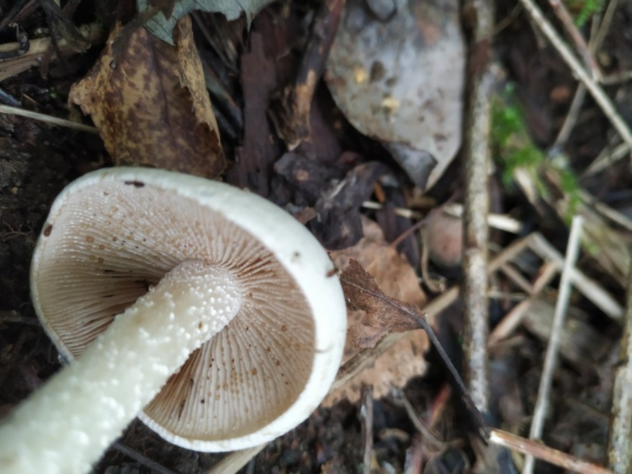 Поделка подберезовик гриб