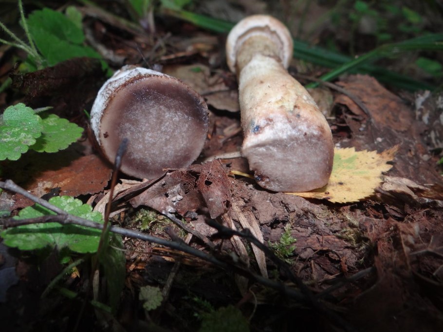 Семейство грибов