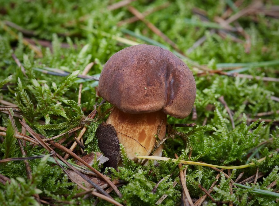 Моховик каштановый польский гриб