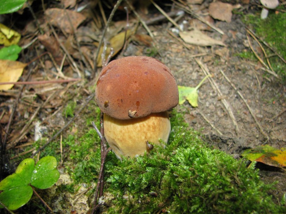 Гриб ореховик моховик польский гриб