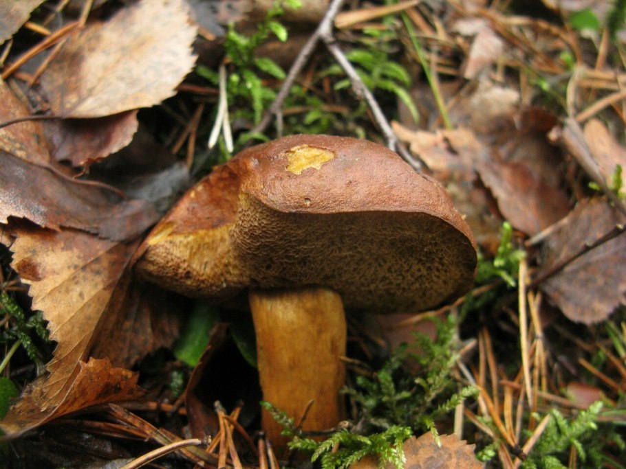 Грибы трубчатые польский гриб