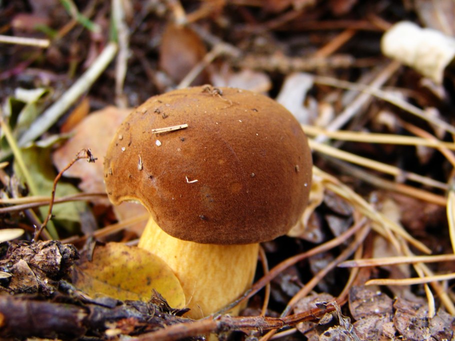 Гриб ореховик моховик польский гриб