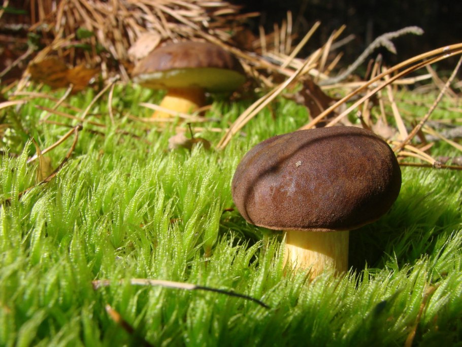 Грибы Шляпочные Боровик