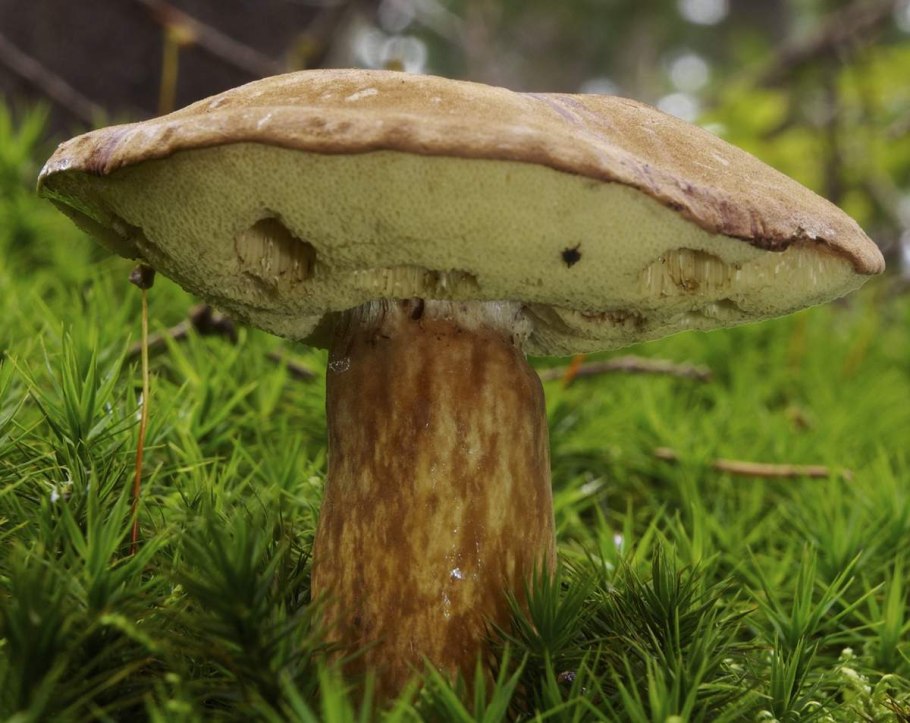 Белый гриб моховик