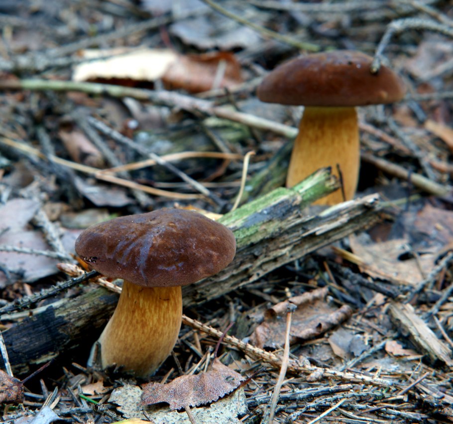 Подореховик польский гриб