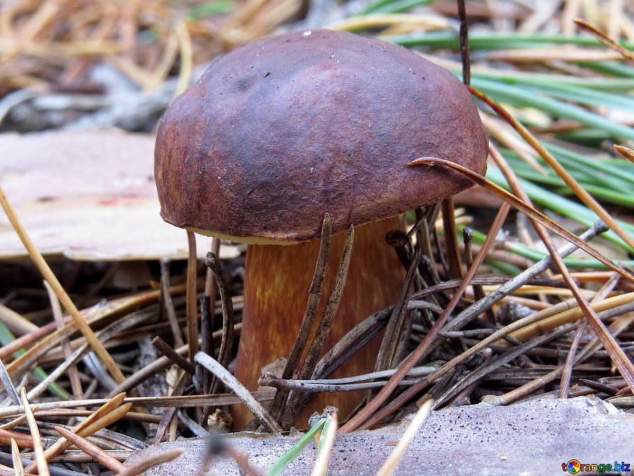 Польский гриб на тонкой ножке