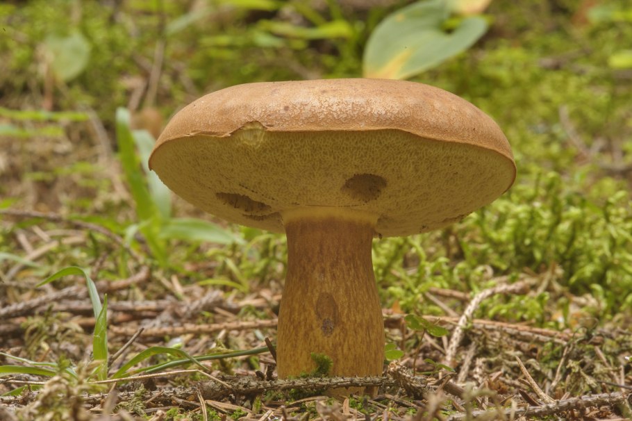 Польский гриб (Xerocomus badius)