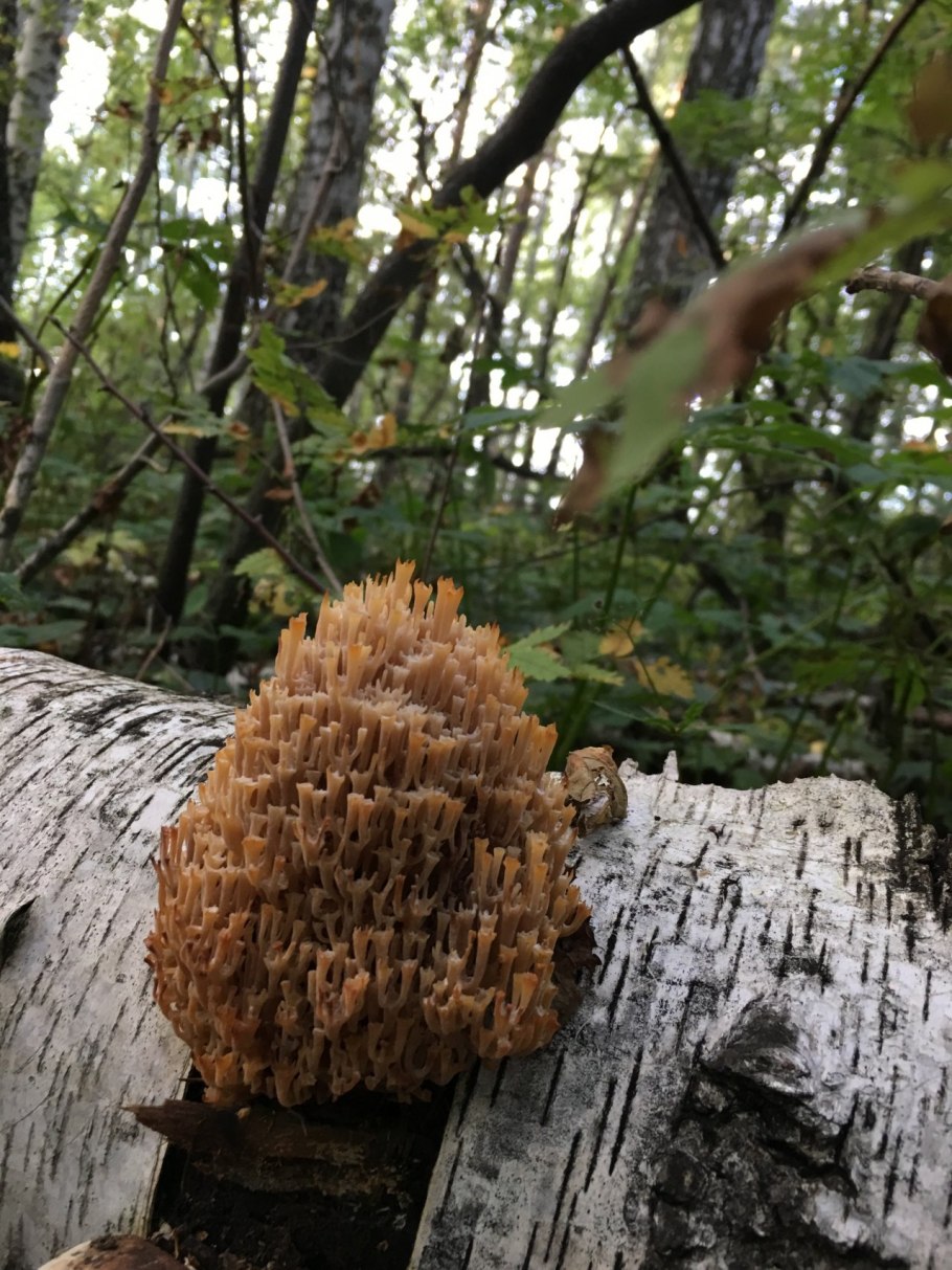 Грибы растущие на пнях