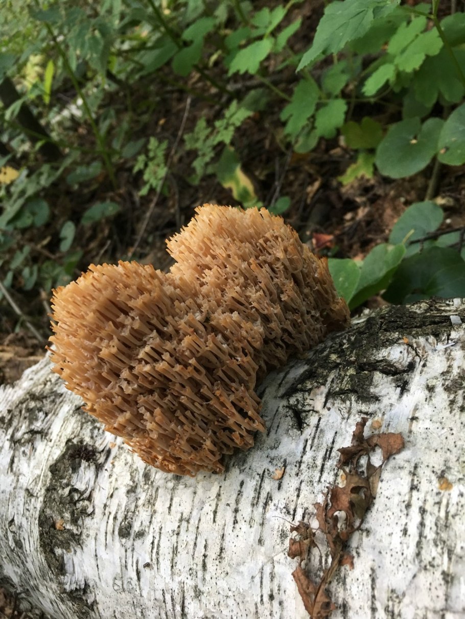 Пеньковые грибы