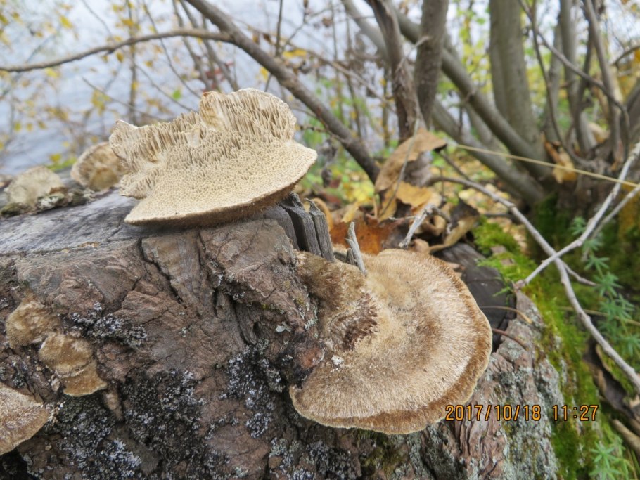 Гриб Траметес трога