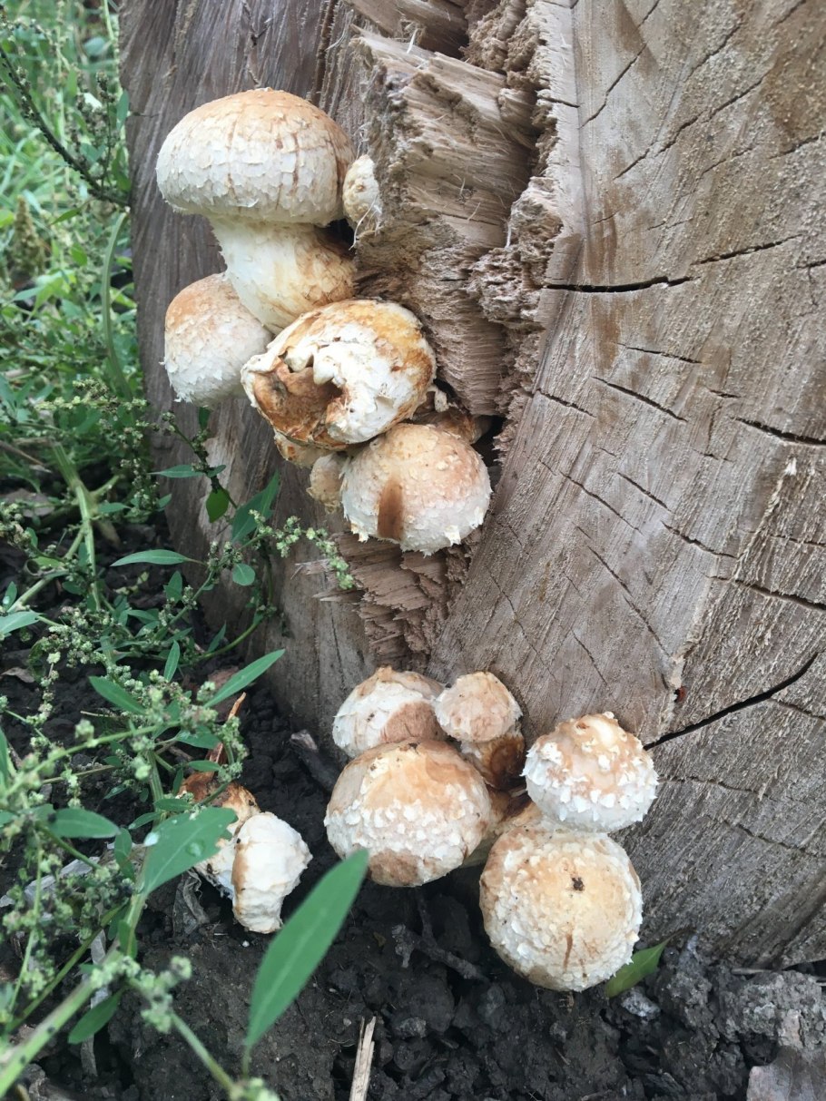 Чешуйчатка разрушающая Pholiota populnea