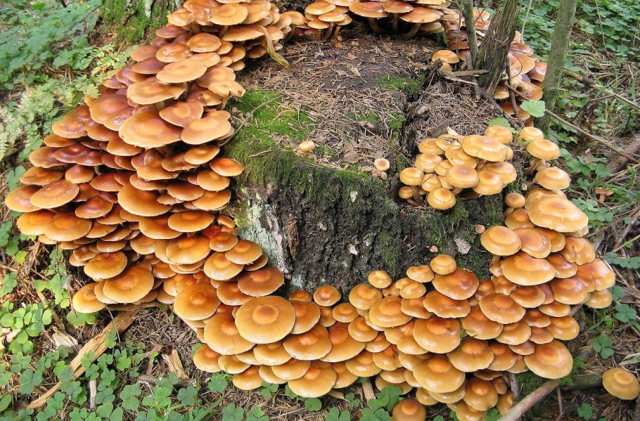 Опята в Ленинградской области