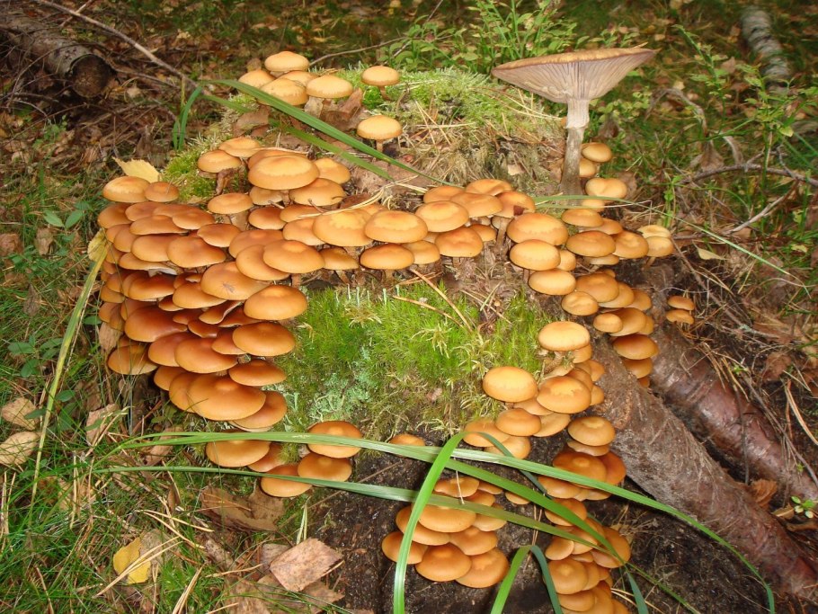 Опята растут на пнях