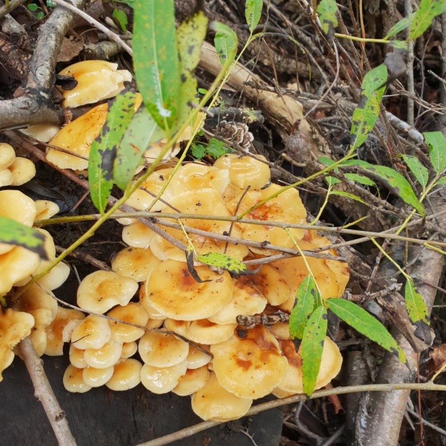 Грибы растущие на пеньках в Анапе