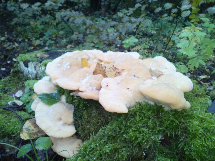 Ежовик на пне