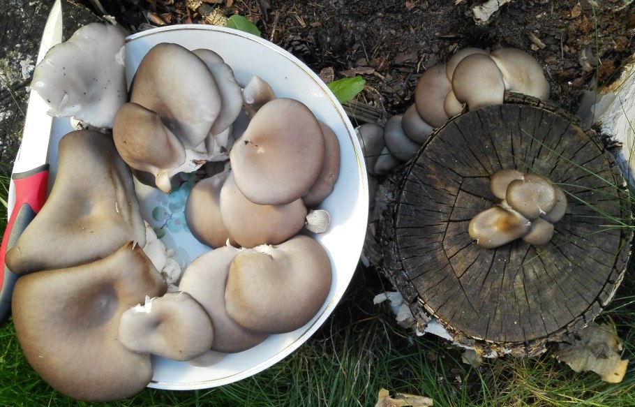 Съедобные грибы которые растут на пеньках