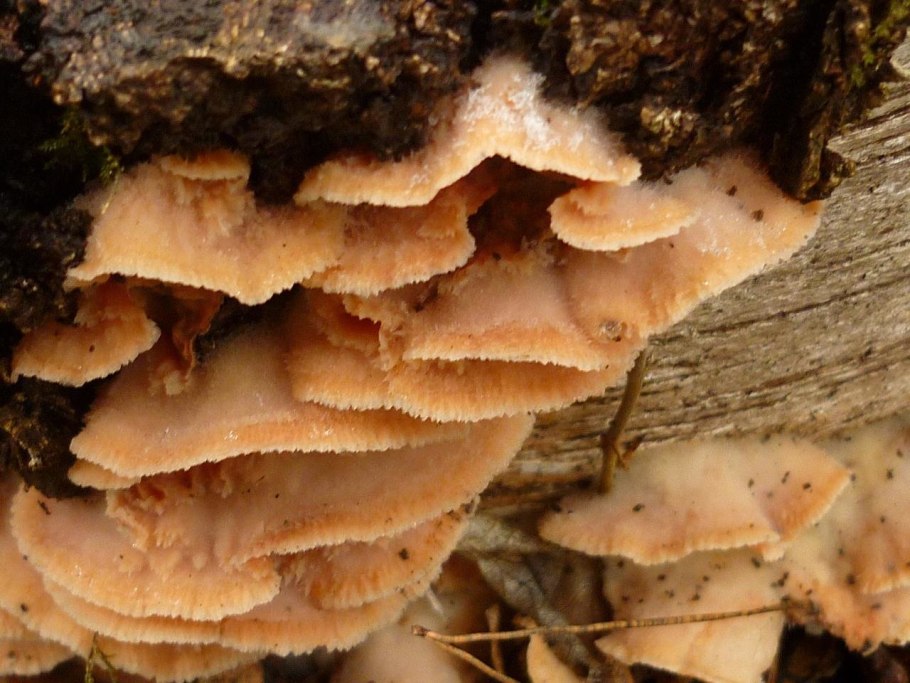 Гриб Мерулиус дрожащий