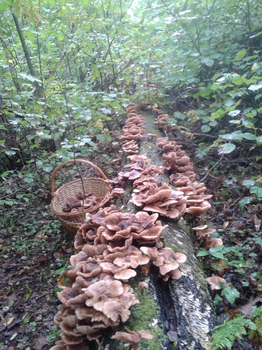 Осенние опята растут на Березе?