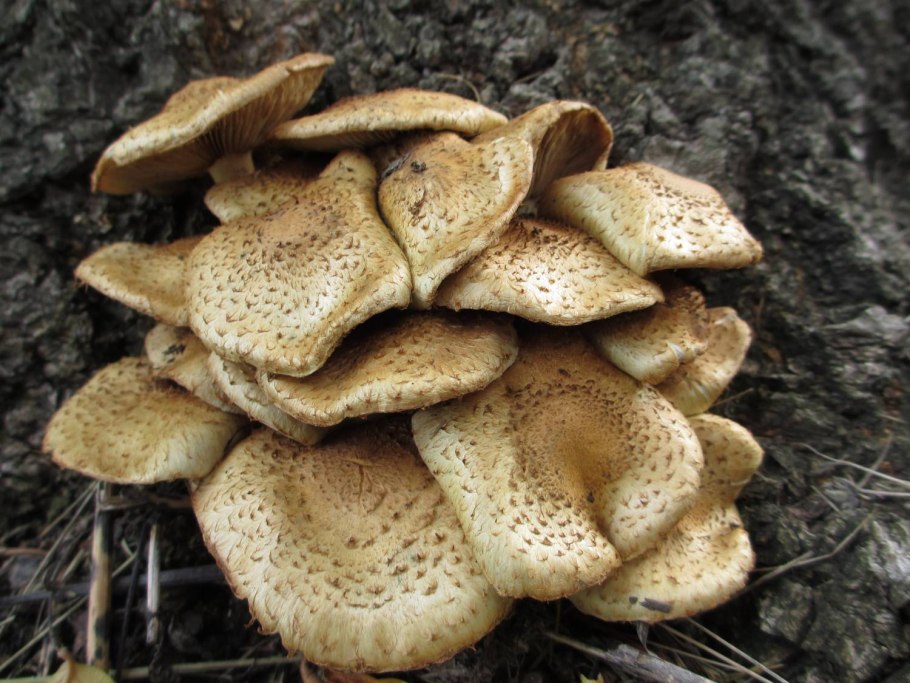 Вешенка Чешуйчатая