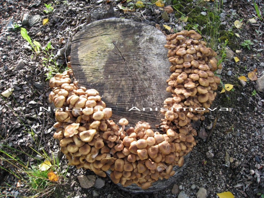 Грибы которые растут кучками на пнях