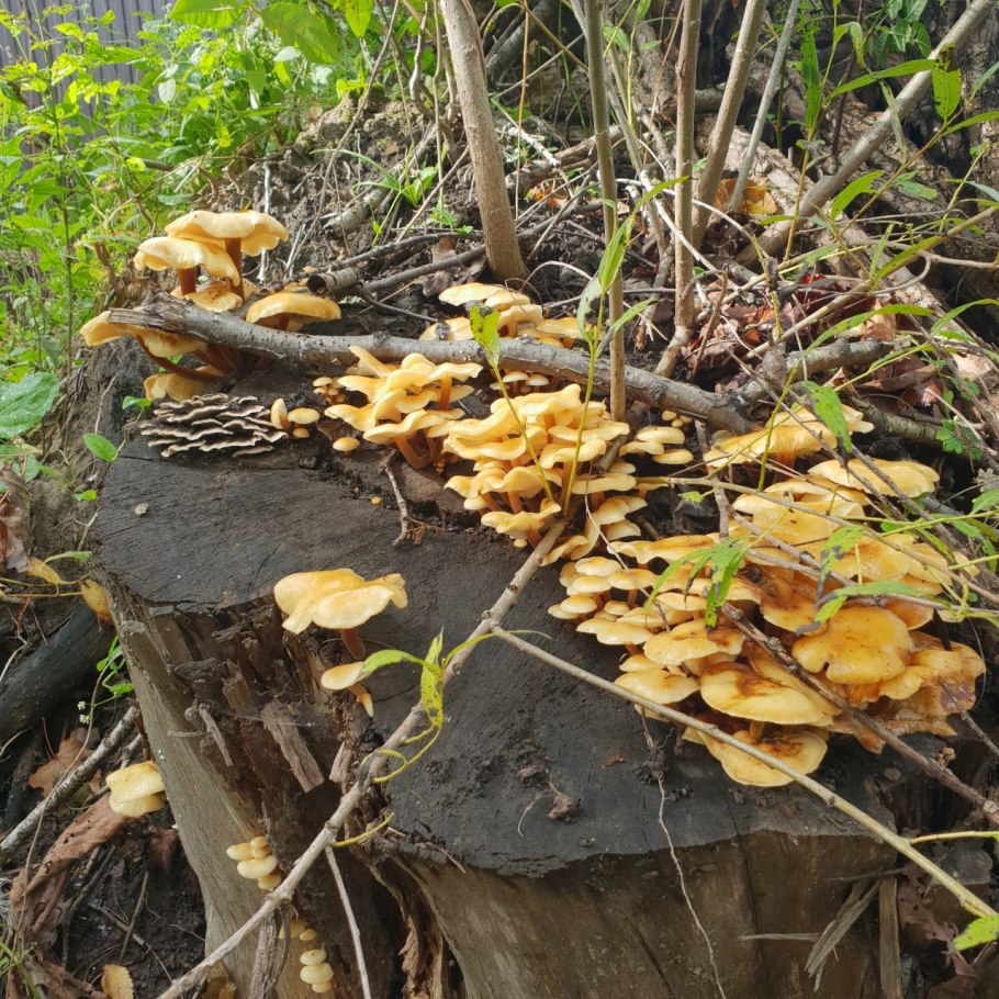 Грибы на пнях