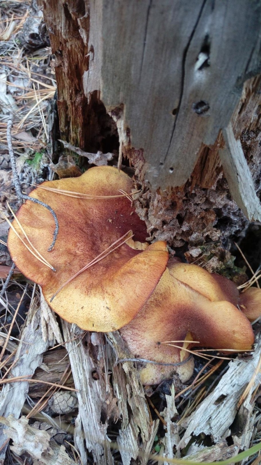 Грибы растущие на пнях