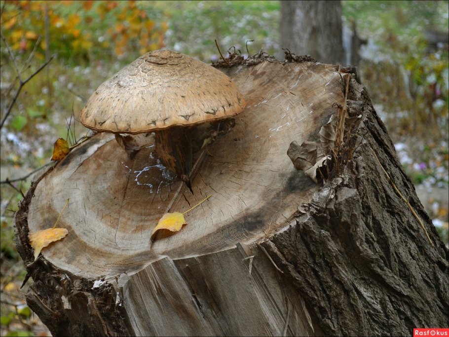 Грибы на пеньке