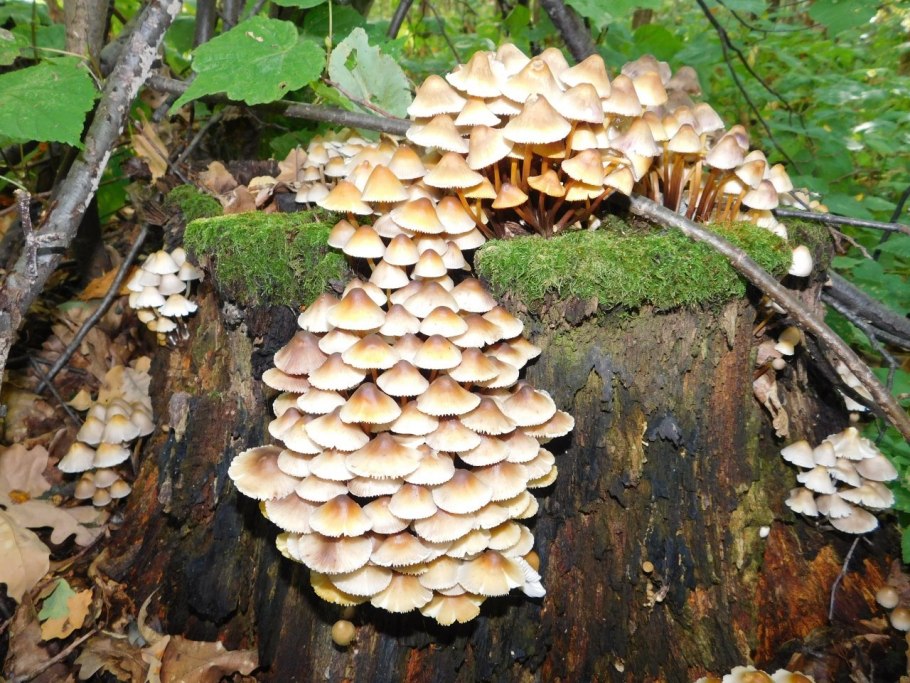 Грибы на березовых пнях